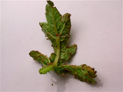 Ligulate excresences on a hawthorn leaf galled by Dasineura crataegi. Spier's, Beith, Ayrshire, Scotland. photo