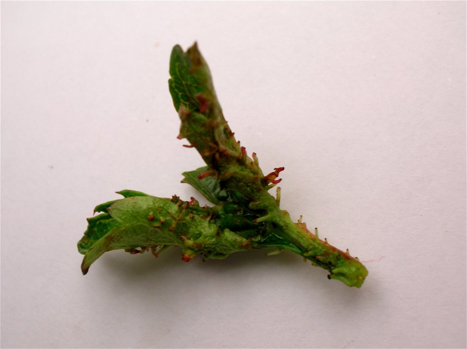 Ligulate excrescences on Hawthorn leaves. Spier's, Ayrshire, Scotland.