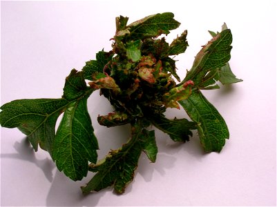 Terminal bud of a hawthorn with a hawthorn button-top gall. Spier's, Ayrshire, Scotland. photo