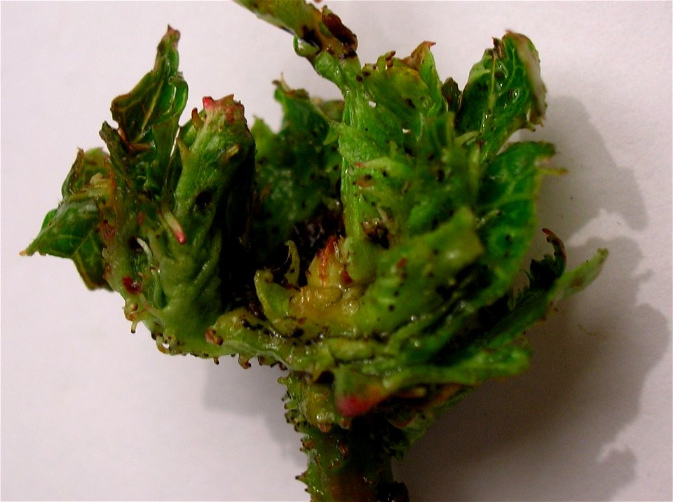 Terminal bud rosette caused by Dasineura crataegi. Spier's, Beith, Ayrshire, Scotland.