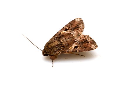 シロナヨトウ （transcription: Shirona Yoto）Spodoptera mauritia (Boisduval, 1833) （Noctuidae）, adult moth
Photo location: Japan: Hirayama, Tosayamada-cho, Kami-shi, Kochi Prefecture
Latitude and Longitude: N3