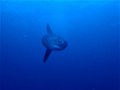 Ocean sunfish photo