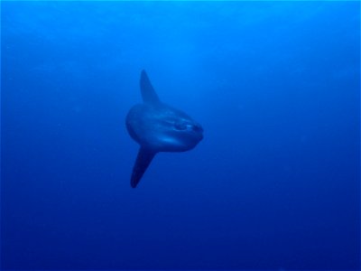 Ocean sunfish
