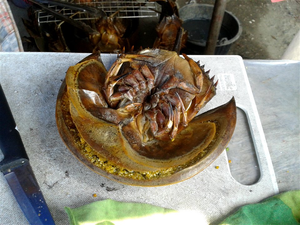 Grilled Horseshoe Crab with roe.