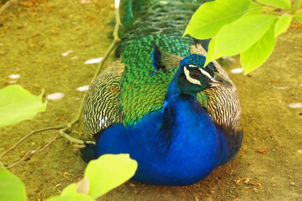 Peacock eye zoo animals