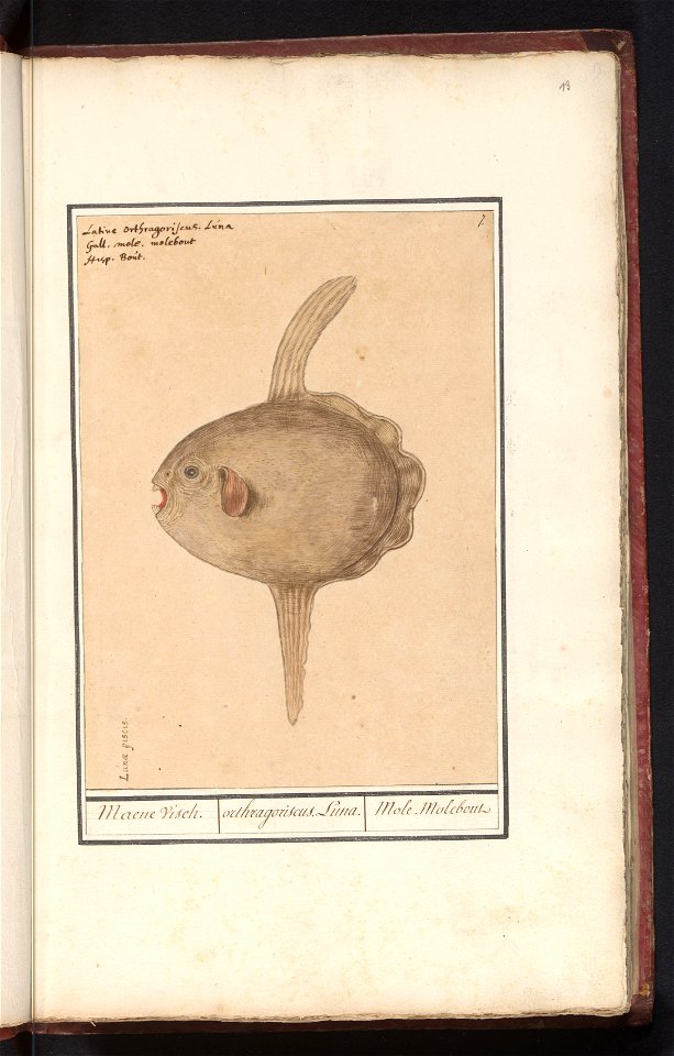 IdentificatieTitel(s): Maanvis (Mola mola)Maene Visch. / orthragoriscus Luna. / Mole Molebout (titel op object)Objecttype: tekening Objectnummer: RP-T-BR-2017-1-6-13Omschrijving: Maanvis. Genummerd re