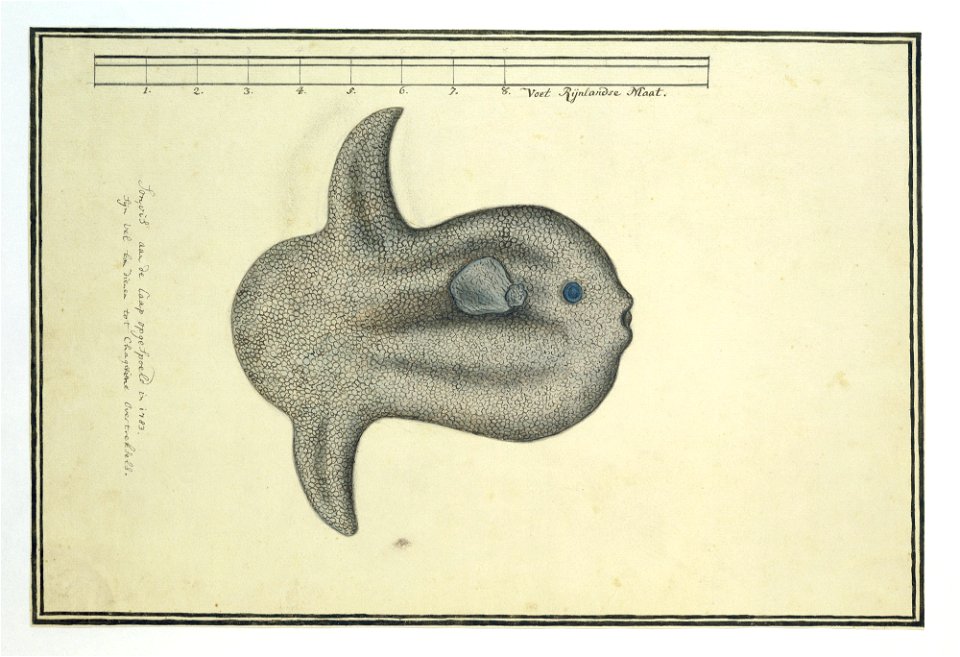 IdentificatieTitel(s): Mola mola (Maanvis)Sonvis aan de Caap opgespoeld in 1783 (titel op object)Objecttype: tekening dierstudie albumblad Objectnummer: RP-T-1914-17-118Opschriften / Merken: annotatie