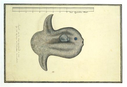 IdentificatieTitel(s): Mola mola (Maanvis)Sonvis aan de Caap opgespoeld in 1783 (titel op object)Objecttype: tekening dierstudie albumblad Objectnummer: RP-T-1914-17-118Opschriften / Merken: annotatie