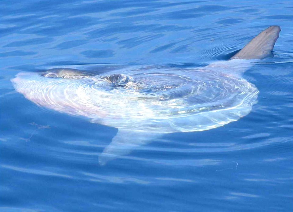 Ocean Sunfish photo