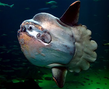 An ocean sunfish in Nordsøen Oceanarium, Hirtshals, Denmark photo