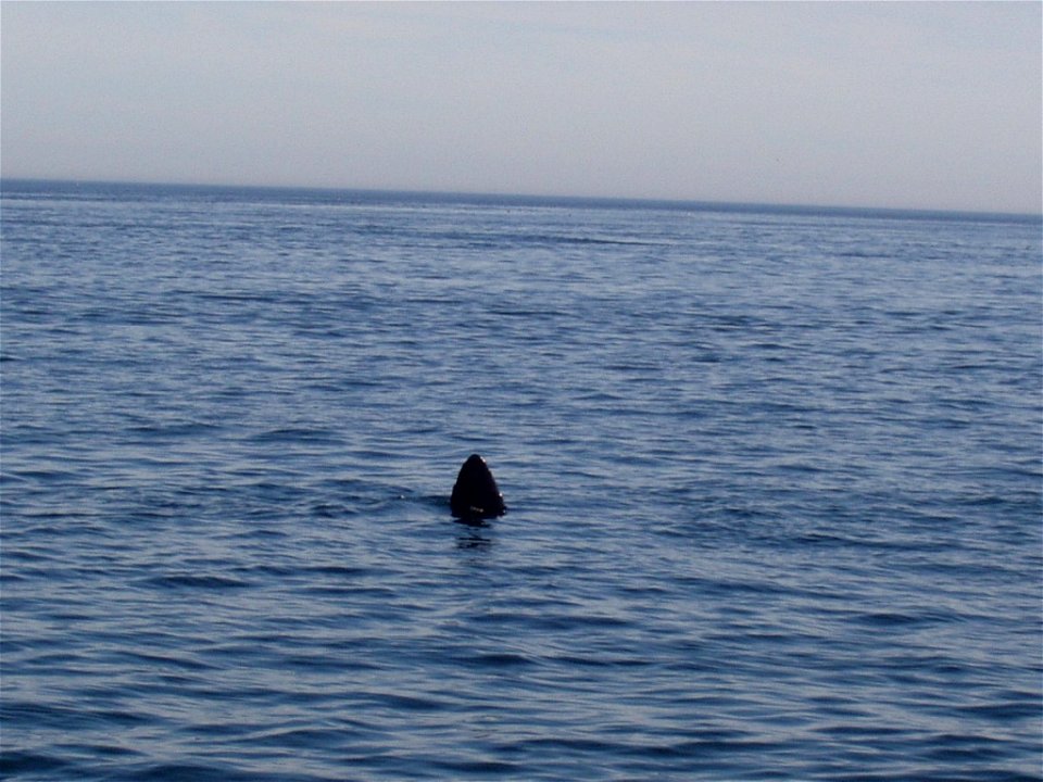 Fin of a Sunfish photo