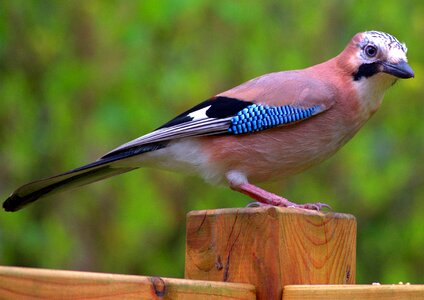 Wild animal wildlife