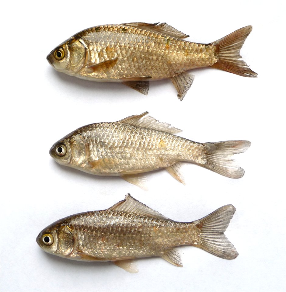 Young prussian carp, Carassius gibelio. Color and shape variations. Ukraine.