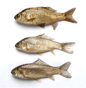 Young prussian carp, Carassius gibelio. Color and shape variations. Ukraine. photo
