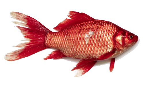 Prussian carp (Carassius gibelio). Mutation of an red color alike golden fish. Was caught in wild near Vinnitsa, Ukraine. Full length with caudal fin is 244 mm. Same as this image but with background photo