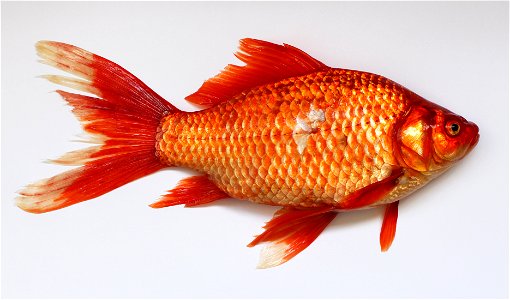 Prussian carp (Carassius gibelio). Mutation of an red color alike golden fish. Was caught in wild near Vinnitsa, Ukraine. Full length with caudal fin is 244 mm. photo