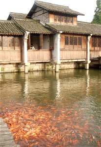 乌镇的鱼。乌镇位于浙江省桐乡市，是江南著名古镇之一。 photo