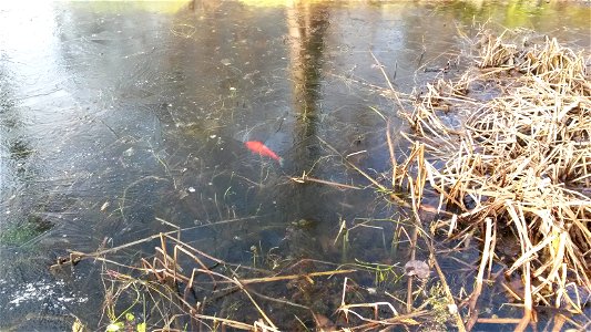 Goldfish in frozen pond in Botanical Garden Jena photo