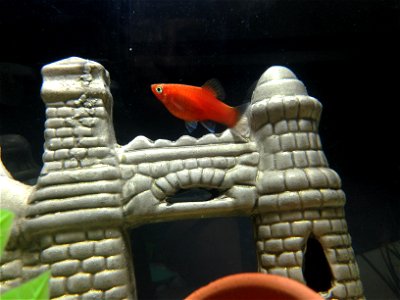 Platy fish's picture photo