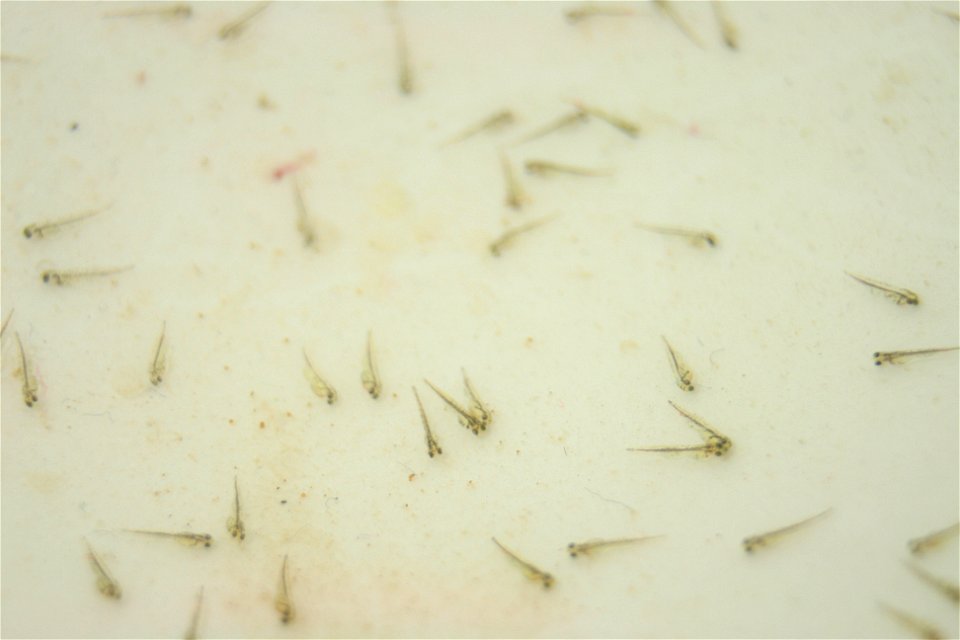 Ryukin goldfish just hatched