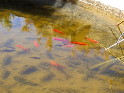 Image title: Pool of water with goldfish
Image from Public domain images website, http://www.public-domain-image.com/full-image/fauna-animals-public-domain-images-pictures/fishes-public-domain-images-