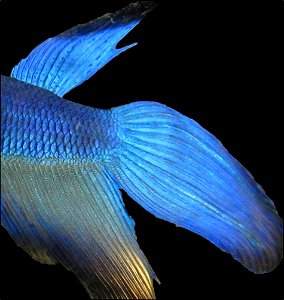 The tail of a male Siamese Fighting Fish (Betta splendens)