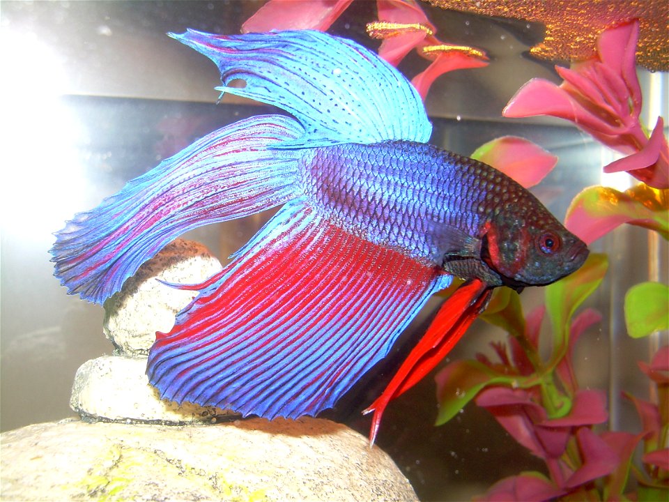 Red and blue Betta splendens.