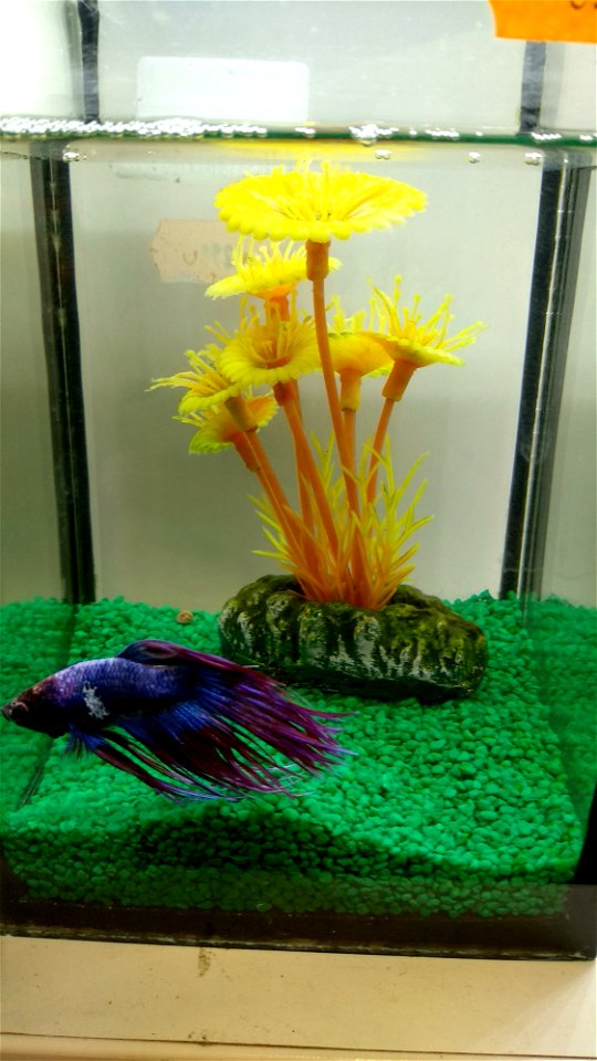 Betta bojovnice fialová