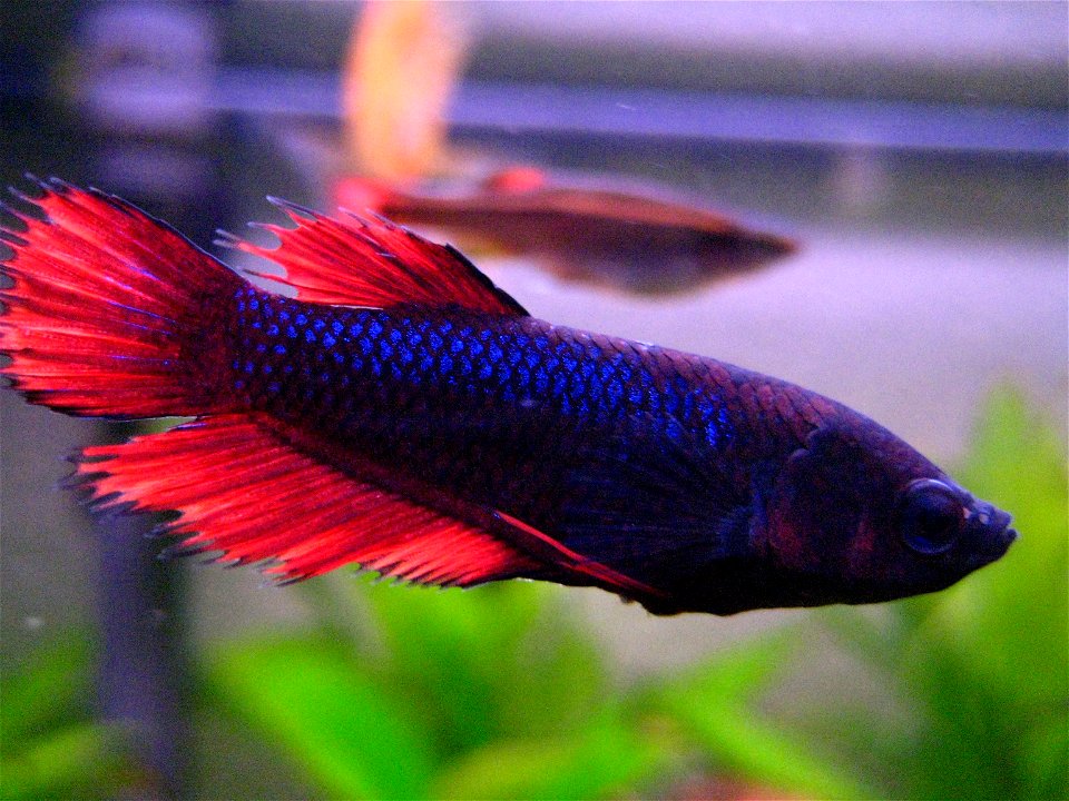 Kampffischweibchen (betta splendens) dunkelrot var. Crowntail