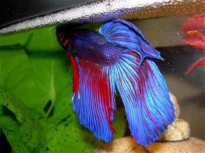 Red and blue Betta splendens, shown with bubble nest.