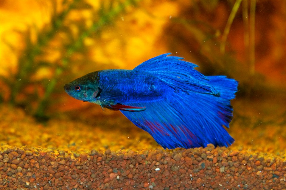 Betta Splendens in home aquarium. photo