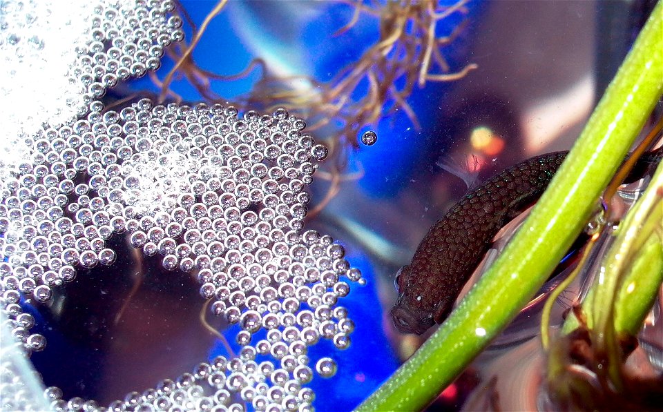 B. splendens with his bubble nest