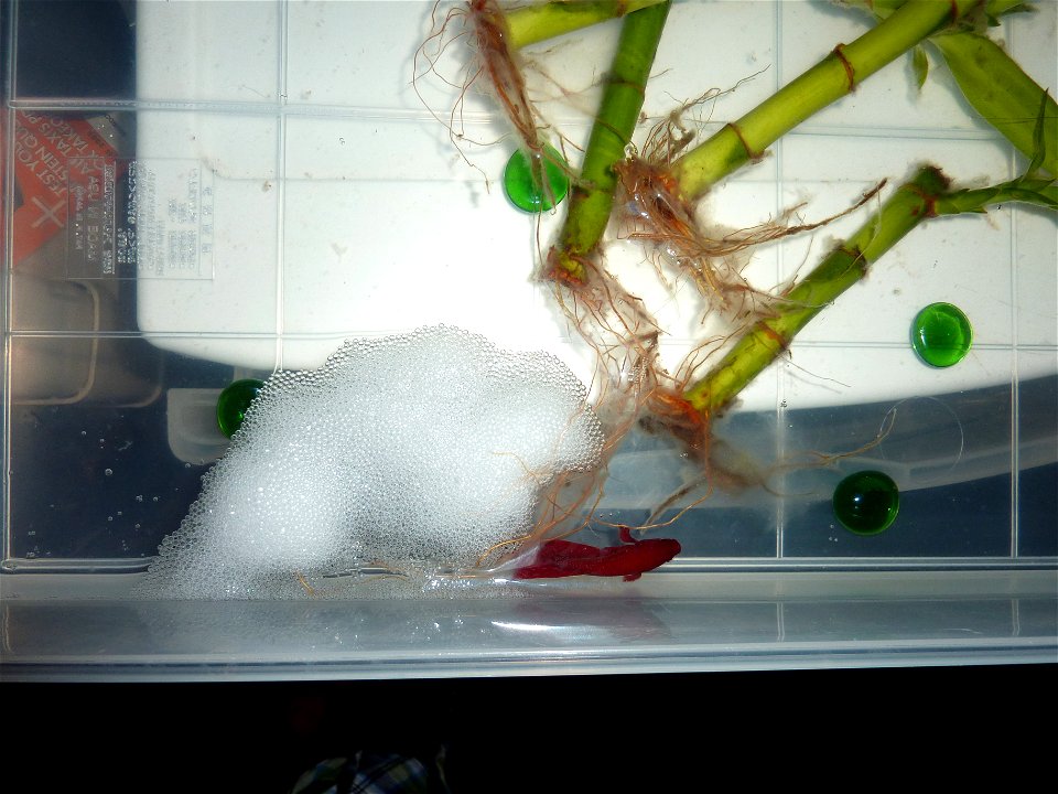 Male Betta splendens fish with his bubblenest just prior to a water change.