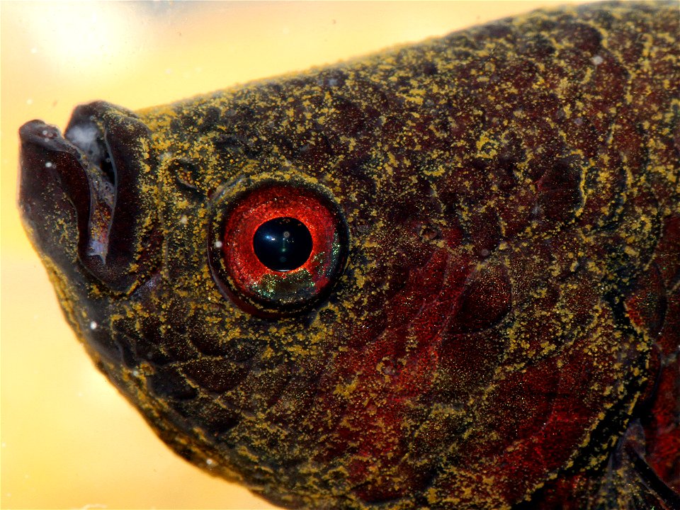 Betta splendens with a severe infestation of Oodinium parasites (Velvet disease).