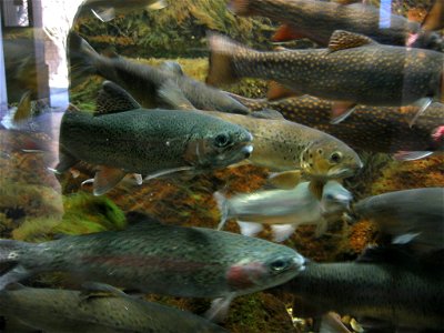 Truites Arc-en-ciel dans les aquariums de la Citadelle de Besançon photo