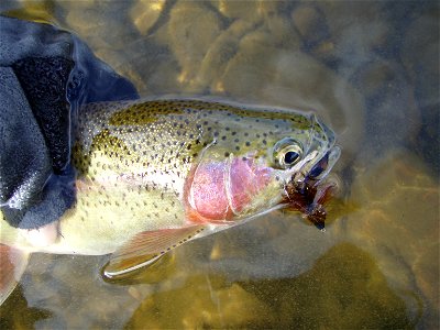 Rainbow Trout From Big Hole River Near Twin Bridges, MT photo