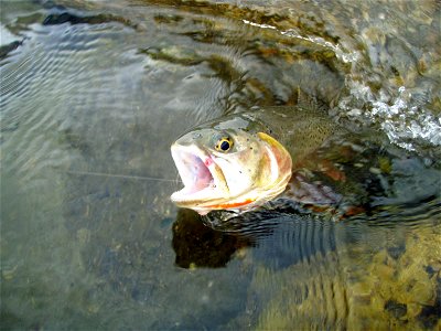 Cutthroat-Rainbow Hybrid trout, Gardner River, Yellowstone National Park photo