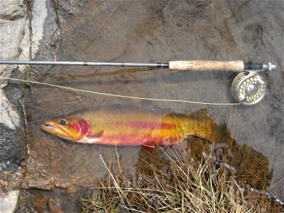 Golden Trout Oncorhynchus mykiss aguabonita  a threatened subspecies. Most likely an introduced specimen, not from within its native range.