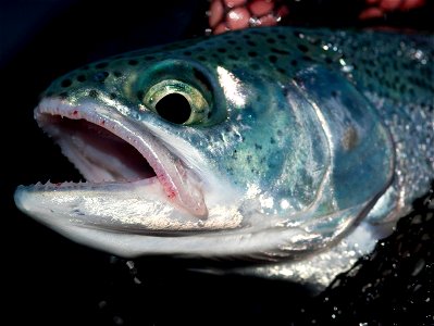 KIC5189 Beardslee Rainbow Trout Lake Crescent Olympic NP Washington