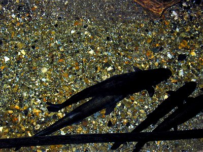 Blind trouts in Linville Caverns, North Carolina