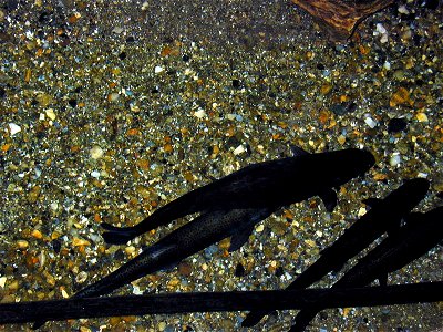 Blind trouts in Linville Caverns, North Carolina photo