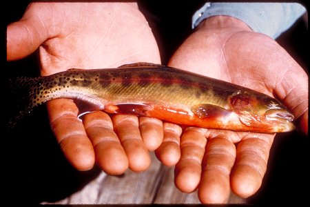 Kern golden trout close-up at Sequoia and Kings Canyon National Parks