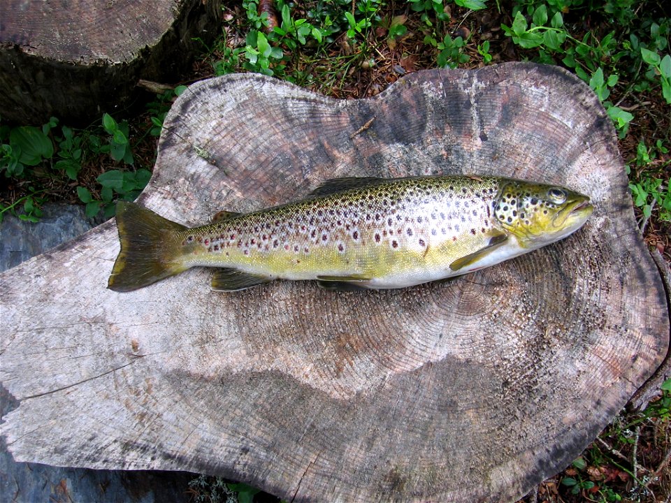 Oncorhynchus mykiss
