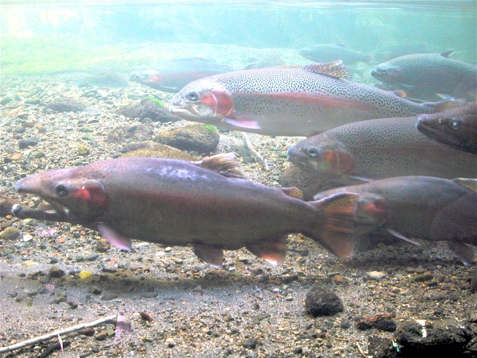 Rainbow trout at Tongariro National Trout Centre, New Zealand.