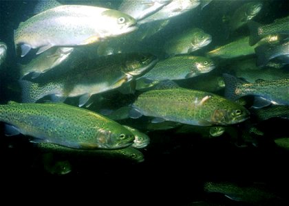 Image title: Rainbow trout fishes underwater oncorhynchus mykiss Image from Public domain images website, http://www.public-domain-image.com/full-image/fauna-animals-public-domain-images-pictures/fish photo