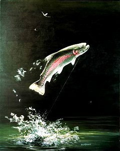 Image title: Rainbow trout fish salmo gairdneri Image from Public domain images website, http://www.public-domain-image.com/full-image/fauna-animals-public-domain-images-pictures/fishes-public-domain- photo
