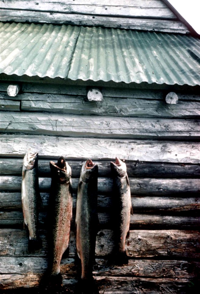 Image title:  or rainbow trout hanging on side of cabin.
Image from Public domain images website, http://www.public-domain-image.com/full-image/fauna-animals-public-domain-images-pictures/fishes-publi