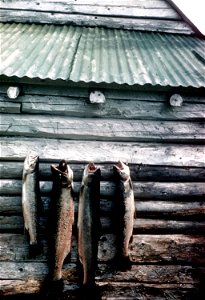 Image title: or rainbow trout hanging on side of cabin. Image from Public domain images website, http://www.public-domain-image.com/full-image/fauna-animals-public-domain-images-pictures/fishes-publi photo