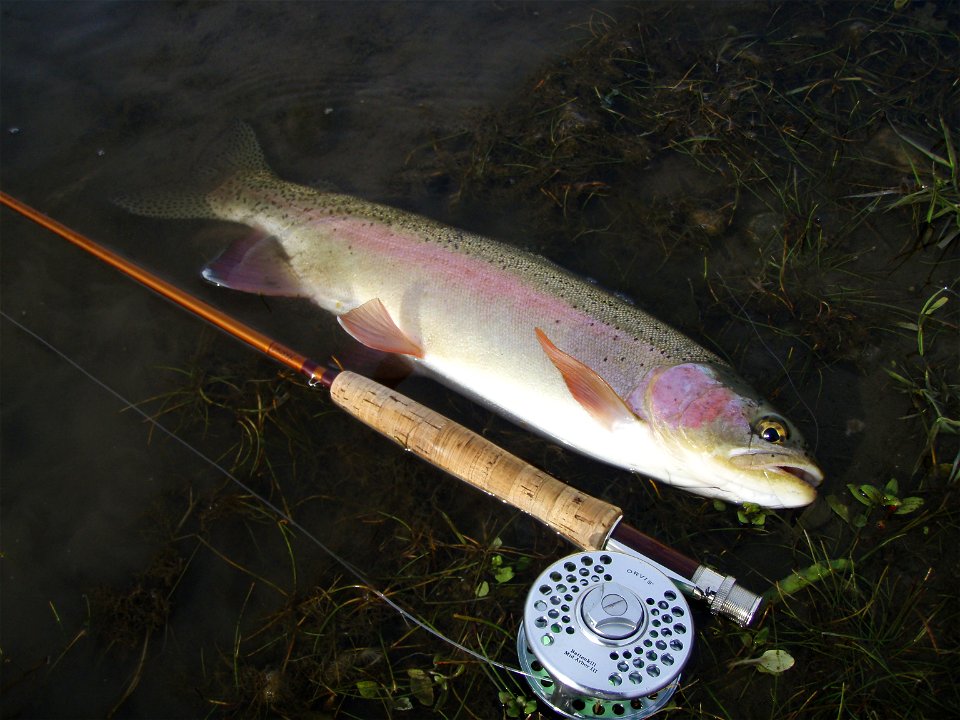 Typical East Gallatin River Rainbow Trout (Released)