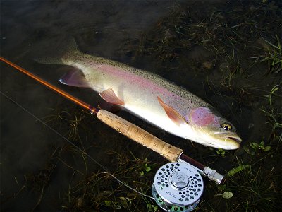 Typical East Gallatin River Rainbow Trout (Released) photo